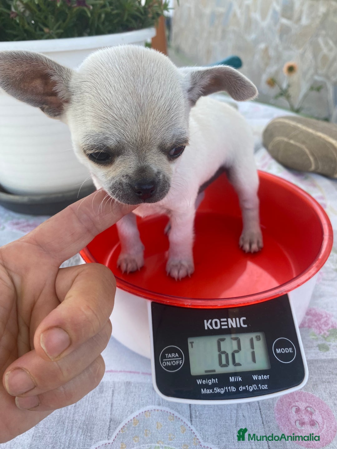 Chihuahua perros en venta: ÚLTIMOS 3 MACHOS - Imagen 17