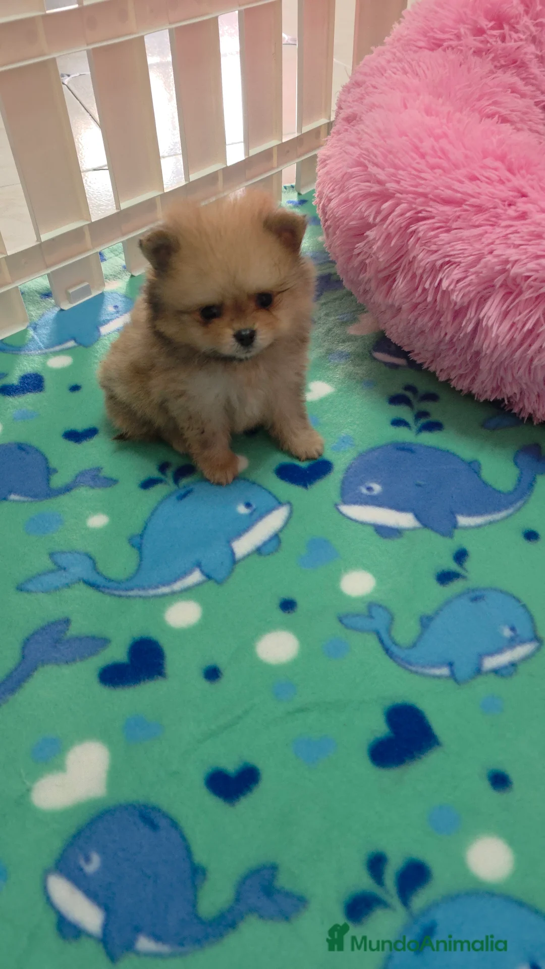 Pomerania perros en venta: Lulus pomerania exoticos - Anuncio 4
