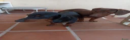 Teckel Miniatura perros en venta: Teckel Miniatura  - Anuncio 6