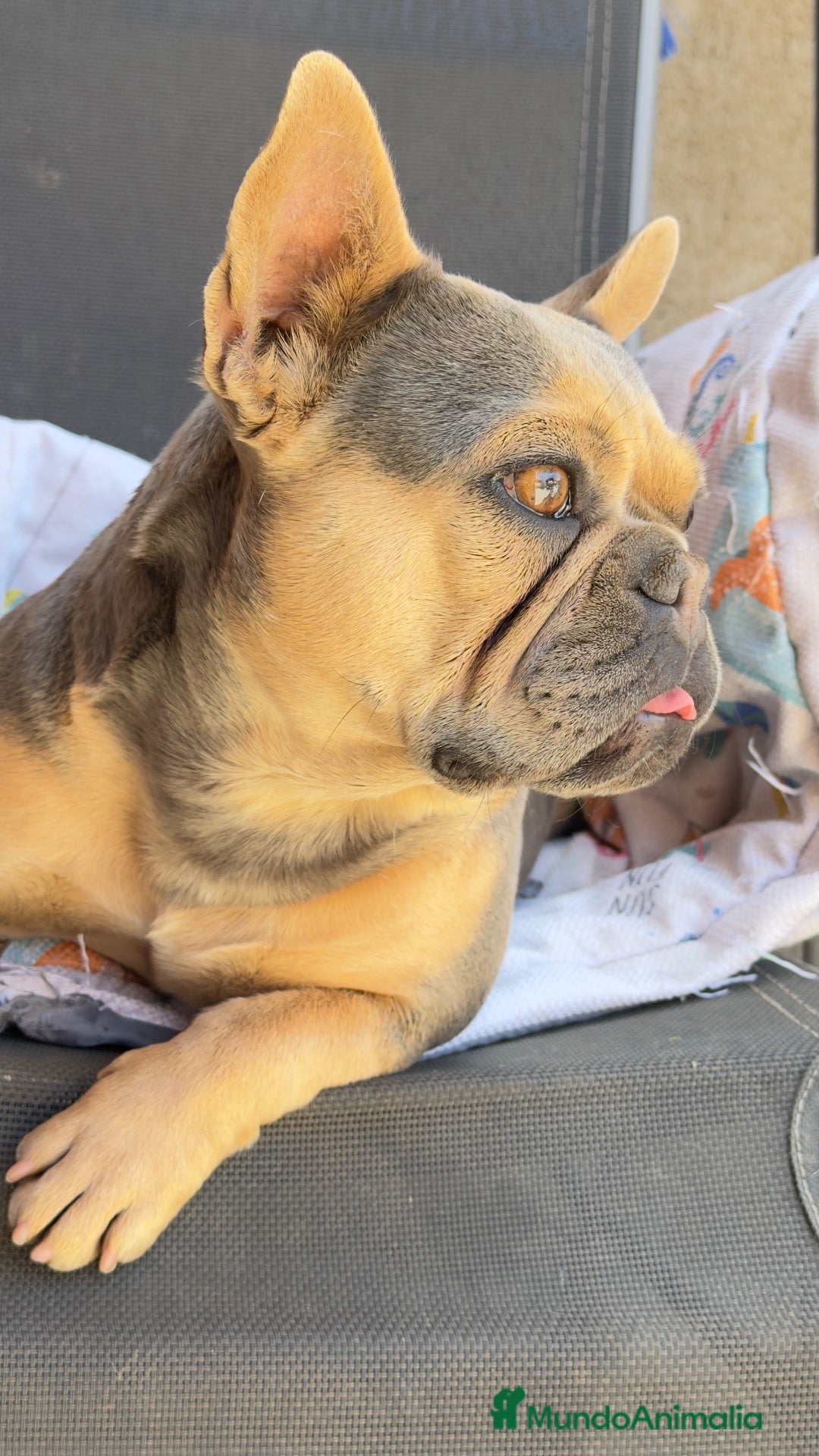 Bulldog Francés perros Buldog frances - Anuncio 1