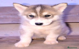 Husky Siberiano perros en venta: cachorros de husky siberiano - Imagen 19