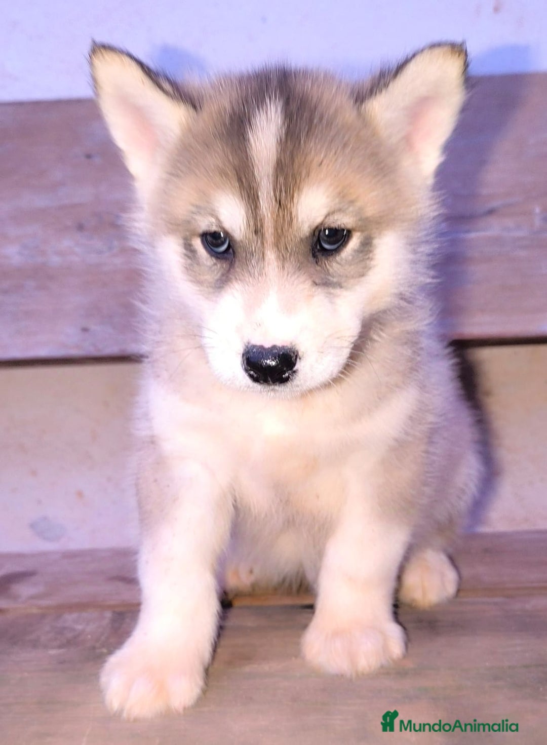 Husky Siberiano perros en venta: cachorros de husky siberiano - Imagen 19