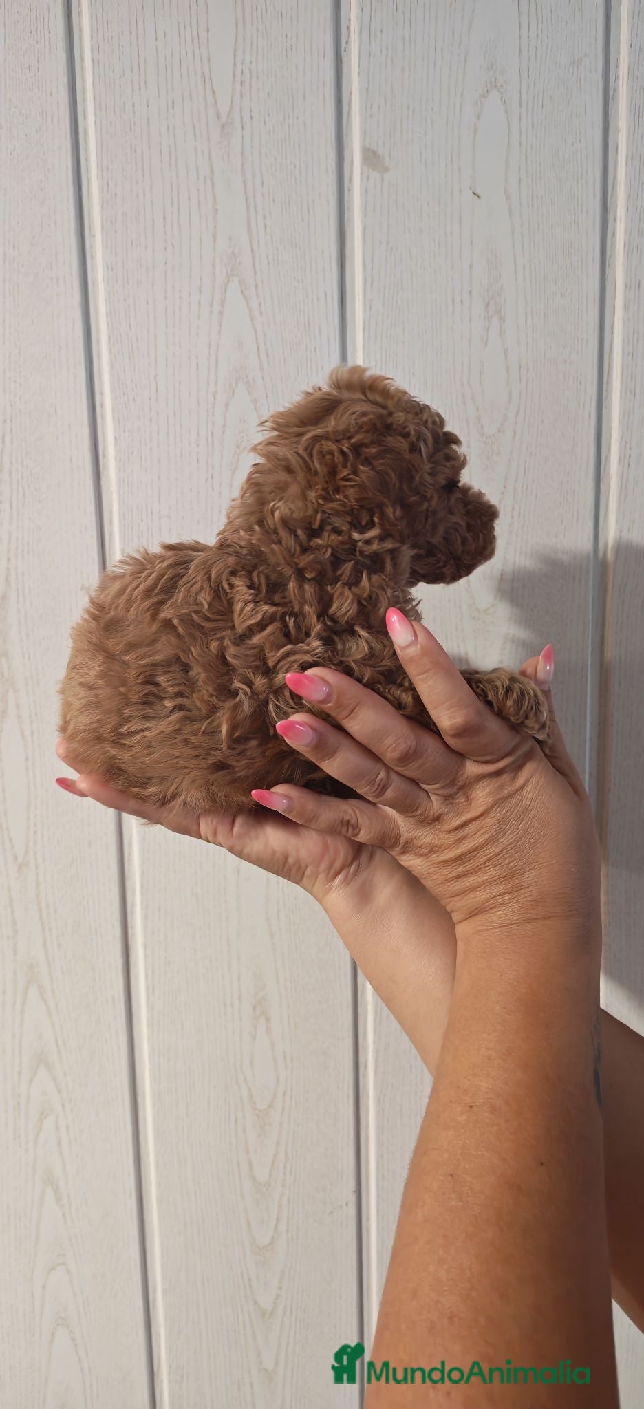 Caniche Toy perros ULTIMO Caniche Toy - Anuncio 1