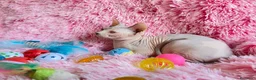 Sphynx gatos en venta: GATITA HEMBRA SPHYNX - Anuncio 2