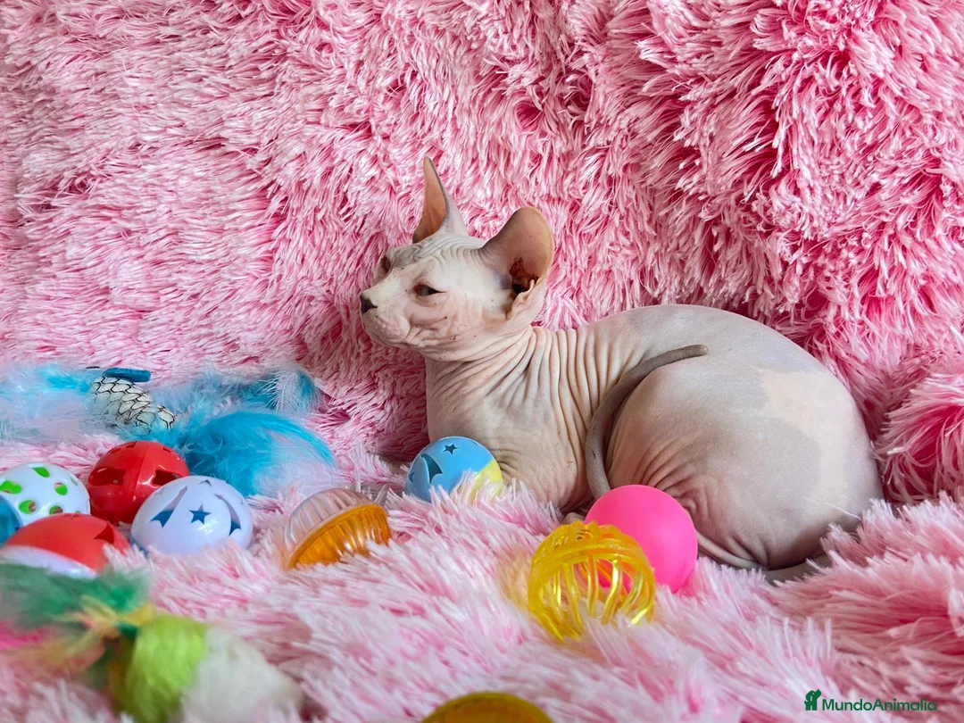 Sphynx gatos en venta: GATITA HEMBRA SPHYNX - Anuncio 2