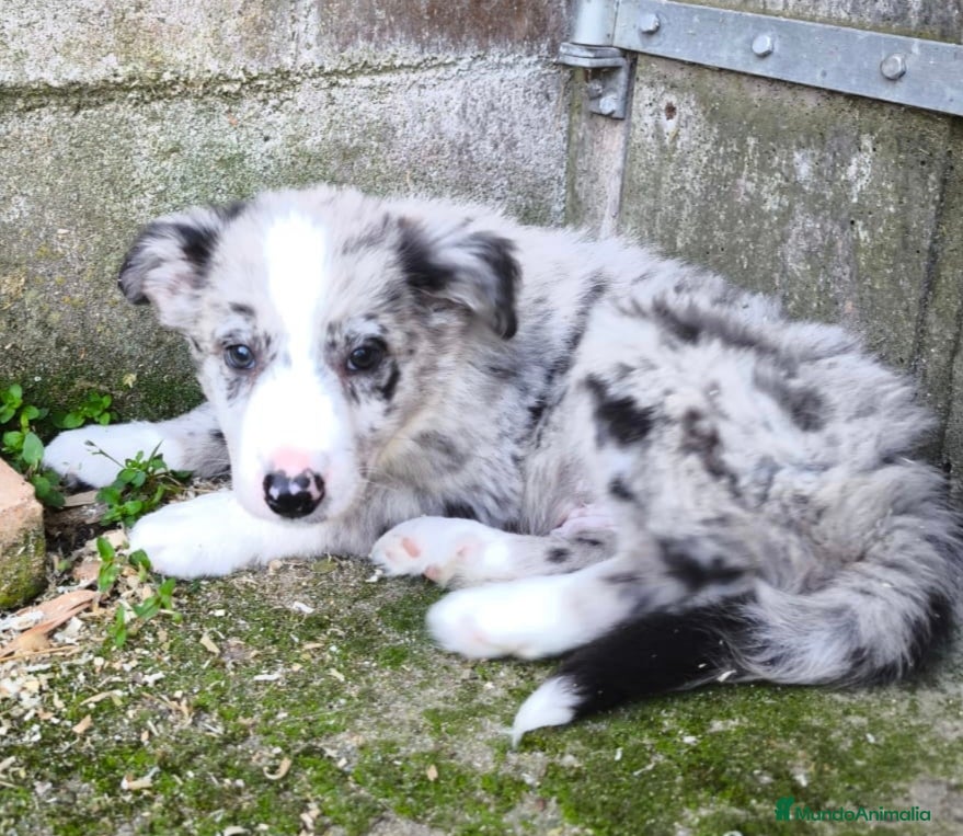 Border Collie perros Cachorros border collie! - Anuncio 1