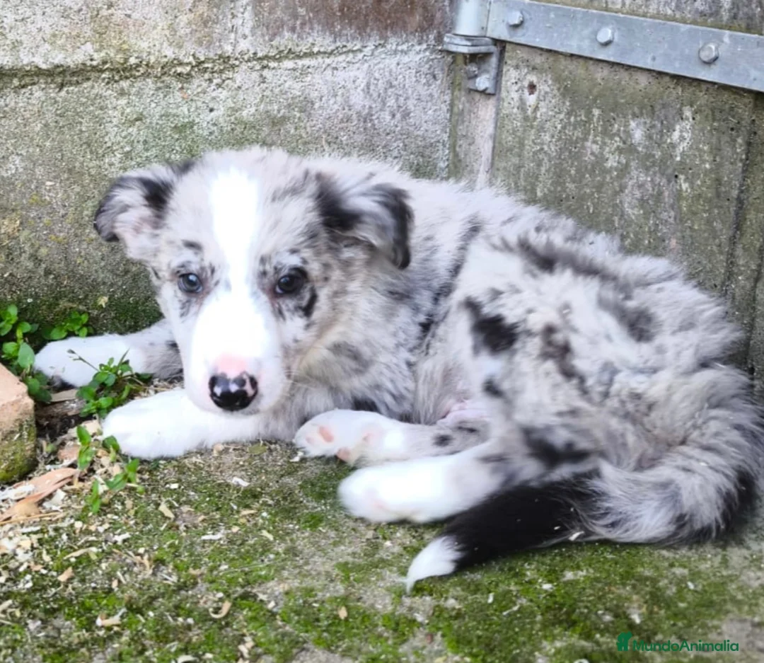 Border Collie perros en venta: Cachorros border collie! - Anuncio 1
