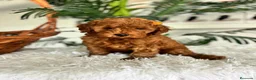 Caniche Toy perros en venta: CANICHE TOY - Anuncio 10