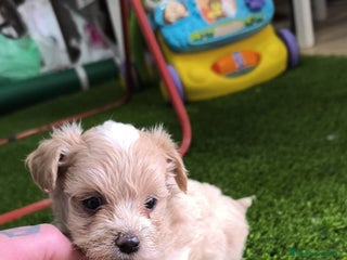 Maltipoo perros PRECIOSAS MALTIPOO MINI - Anuncio 3