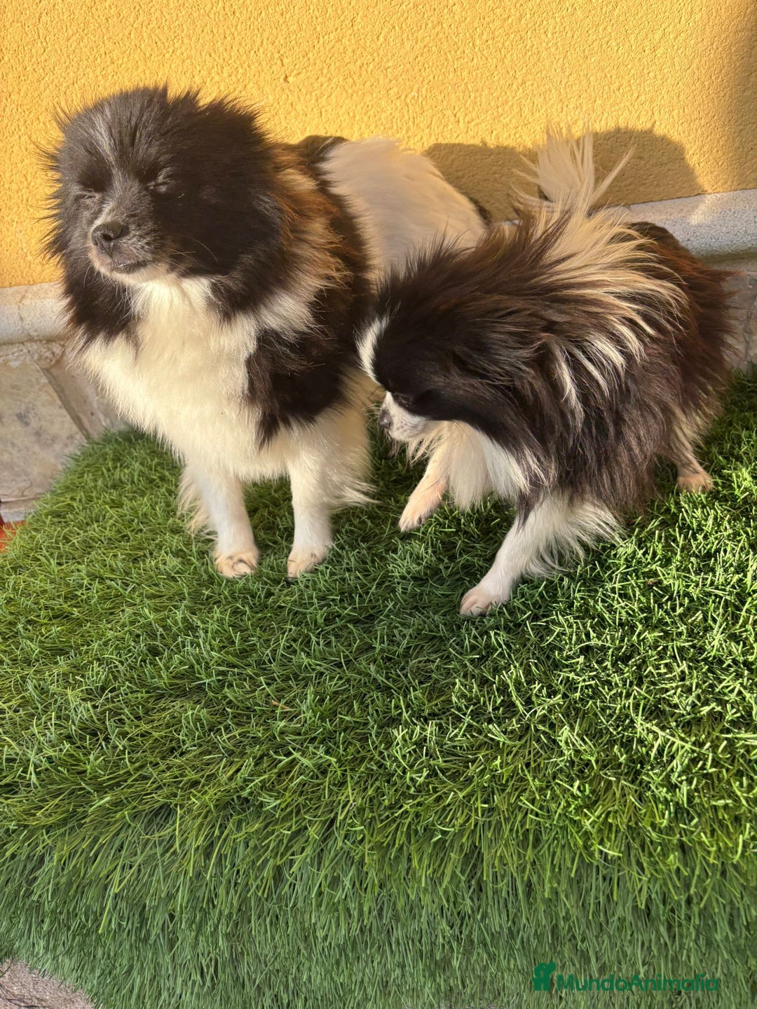 Pomerania perros en venta: Lulu Pomerania macho Party  Pele y Mele son papas  - Anuncio 15