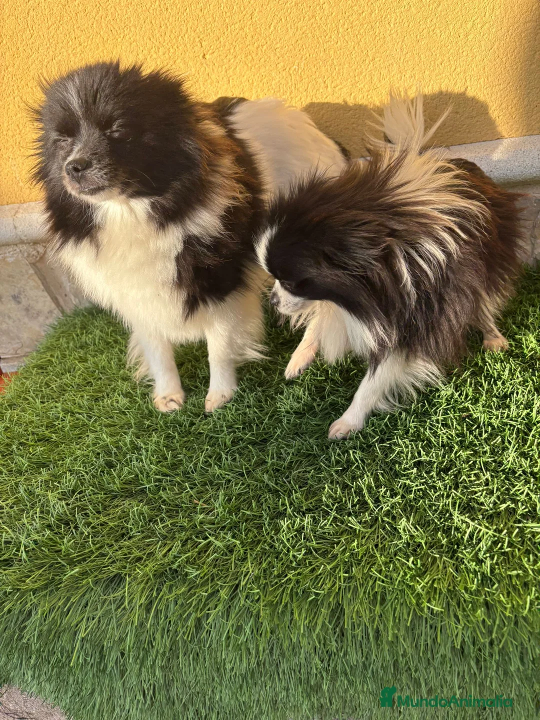 Pomerania perros en venta: Lulu Pomerania macho Party  Pele y Mele son papas  - Anuncio 15