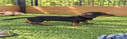 Teckel Miniatura perros en venta: Cachorros teckel miniatura - Anuncio 6