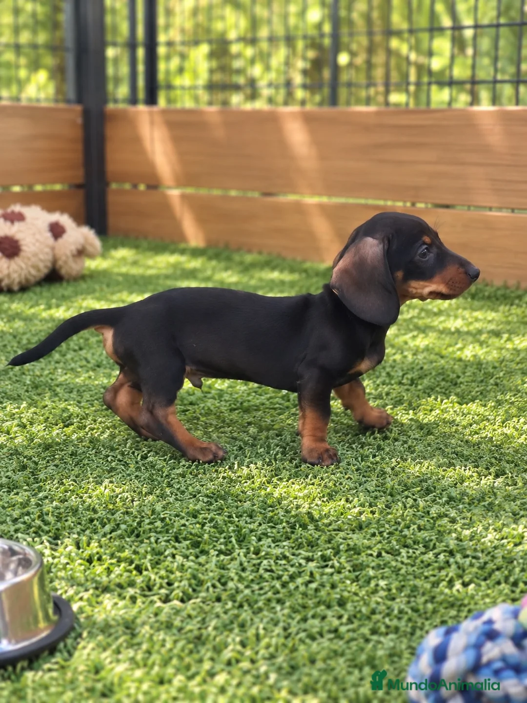 Teckel Miniatura perros en venta: Cachorros teckel miniatura - Anuncio 6