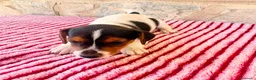 Jack Russell Terrier perros en venta: Jack Russell terrier  - Anuncio 10