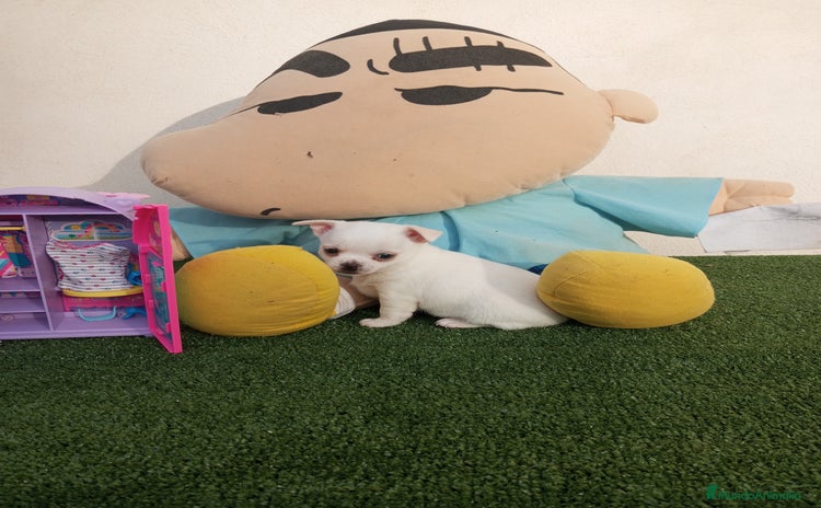 Chihuahua perros - Anuncio 4