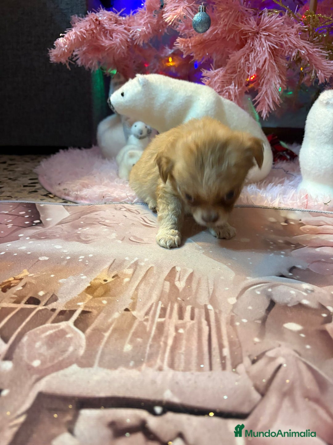 Chihuahua perros en venta: Chihuahua toy pelo largo  - Anuncio 16