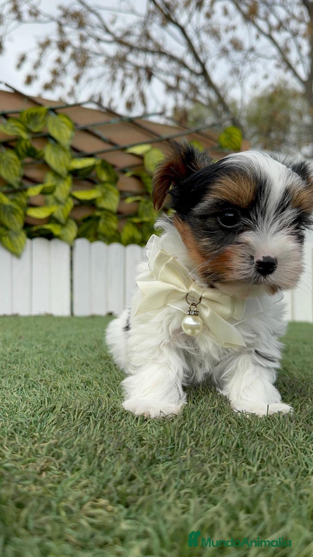 Yorkshire Terrier perros en venta: YORKSHIRE BIEWER - Anuncio 11