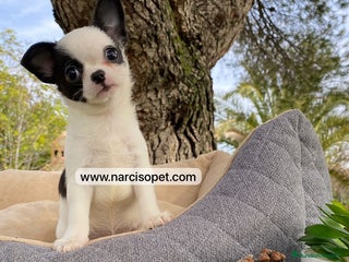 Chihuahua perros - Anuncio 6