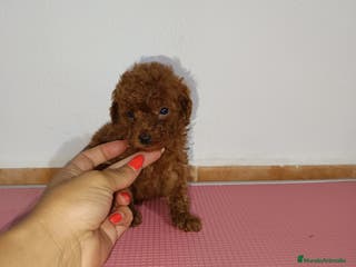 Caniche Toy perros Caniche toy - Anuncio 6