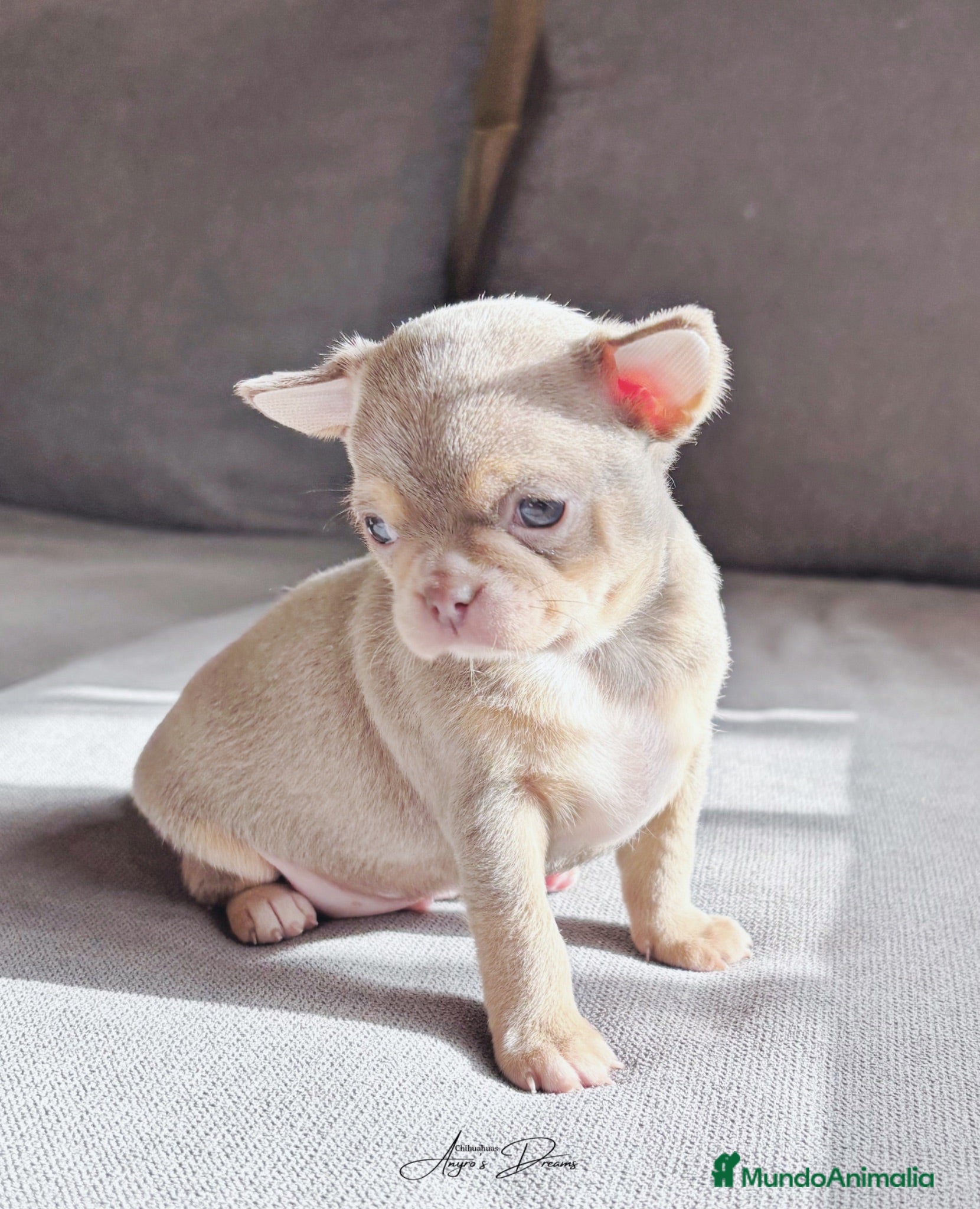 Chihuahua perros Chihuahua lila and tan - Anuncio 9