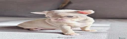 Chihuahua perros en venta: Chihuahua lila and tan - Anuncio 1