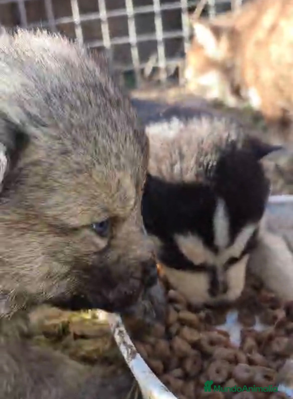 Husky Siberiano perros Husky siberiano cachorros los papás son de tiro  - Anuncio 2