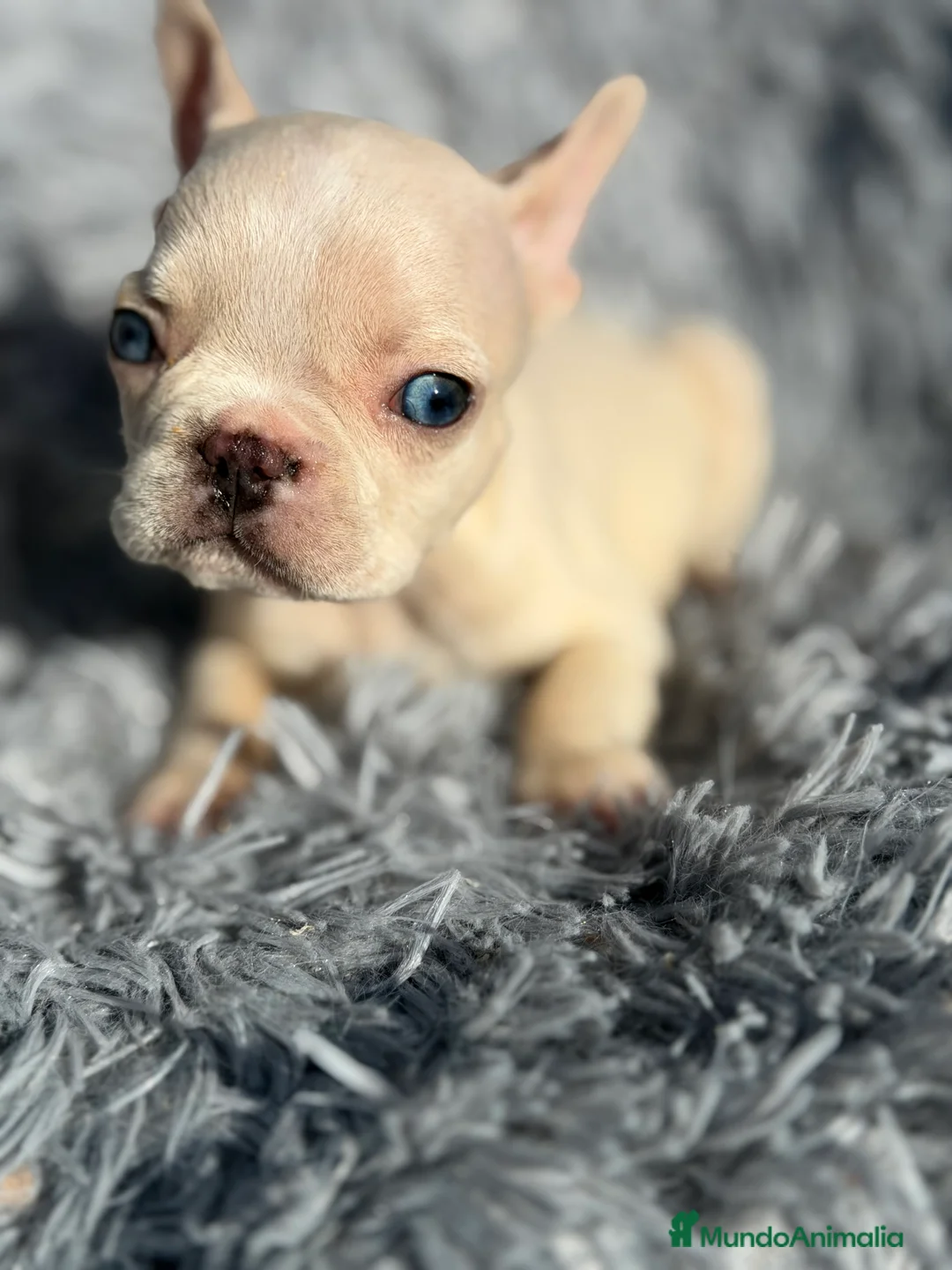 Bulldog Francés perros en venta: Bulldog Platimun  - Anuncio 7