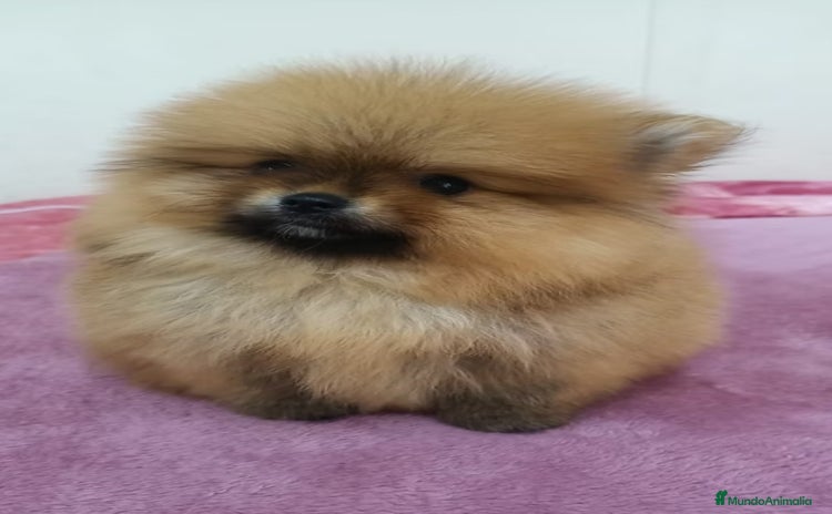 Pomerania perros - Propaganda 1