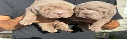 Shar Pei perros en venta: Cachorros shar pei Cataluña  - Anuncio 4