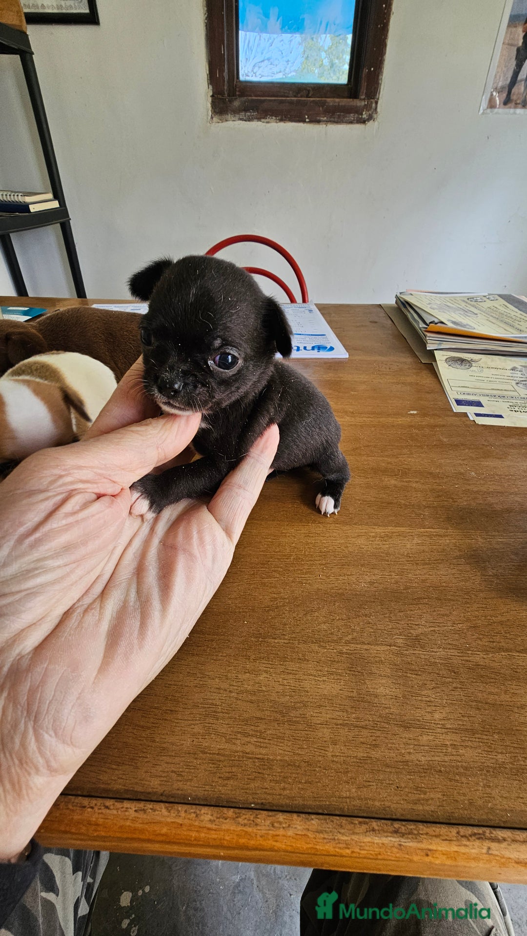 Chihuahua perros en venta: Bonitos chihuahuas mini - Anuncio 4