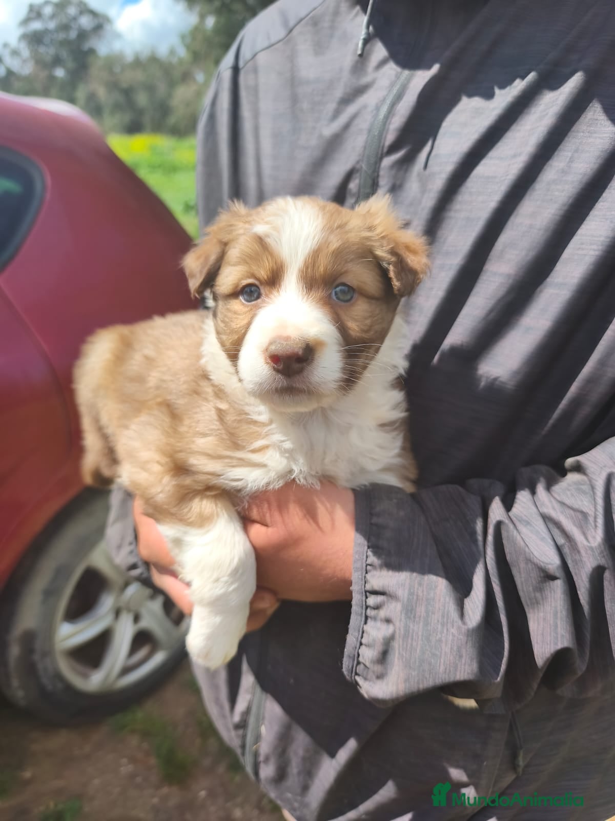 Border Collie perros  BORDER COLLIE - Anuncio 1