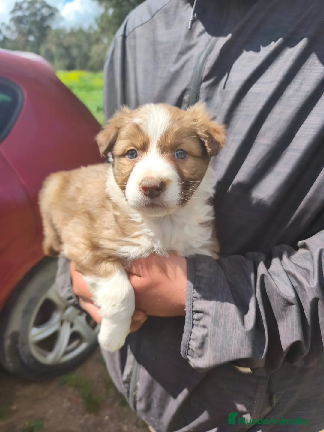 Border Collie perros en venta:  BORDER COLLIE - Anuncio 1