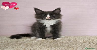 Maine Coon gatos - Anuncio 12