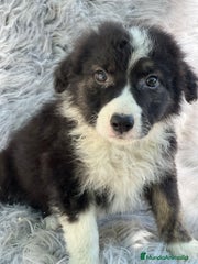 Border Collie Cachorro 3