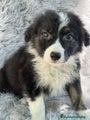 Border Collie Cachorro 3