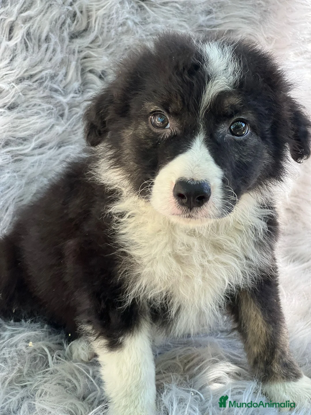 Border Collie perros en venta: Border collie  en Barcelona - Anuncio 5