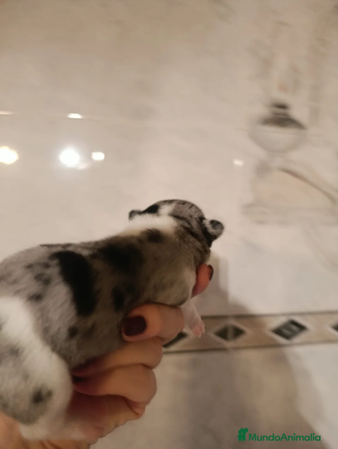 Chihuahua perros en venta: CHIHUAHUAS MERLES EXCLUSIVOS - Anuncio 10