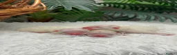 Pomerania perros en venta: POMERANIA - Anuncio 5