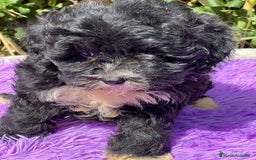 Maltipoo perros en venta: Maltipoo negro - Imagen 3