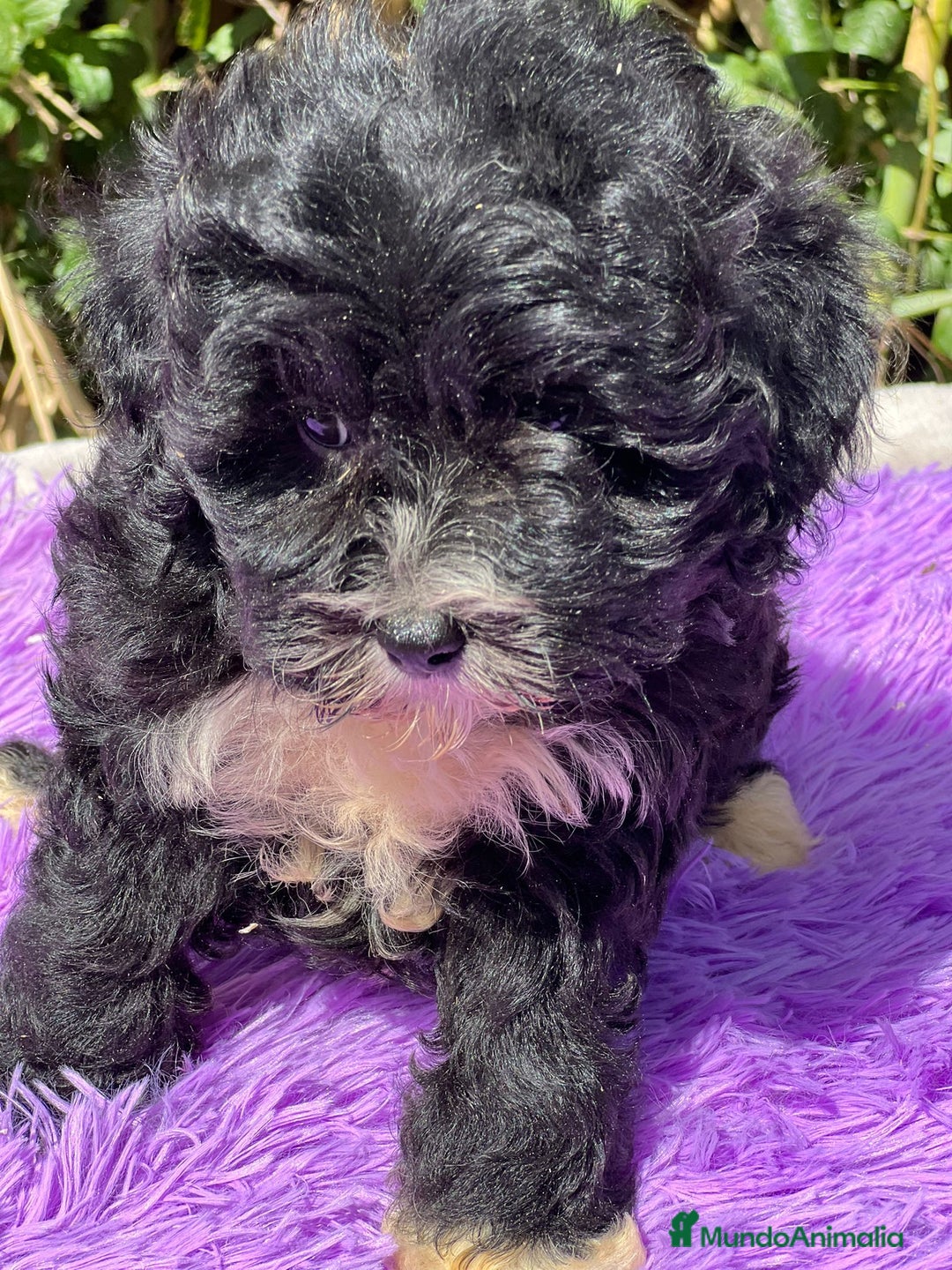 Maltipoo perros en venta: Maltipoo negro - Imagen 3