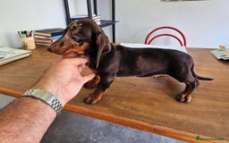 Teckel perros en venta: Precioso teckel chocolate  - Imagen 2