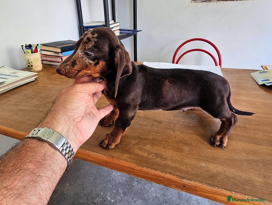 Teckel perros en venta: Precioso teckel chocolate  - Imagen 2