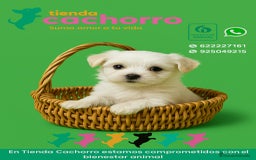 Bichón Maltés perros en venta: BICHÓN MALTÉS - Imagen 1
