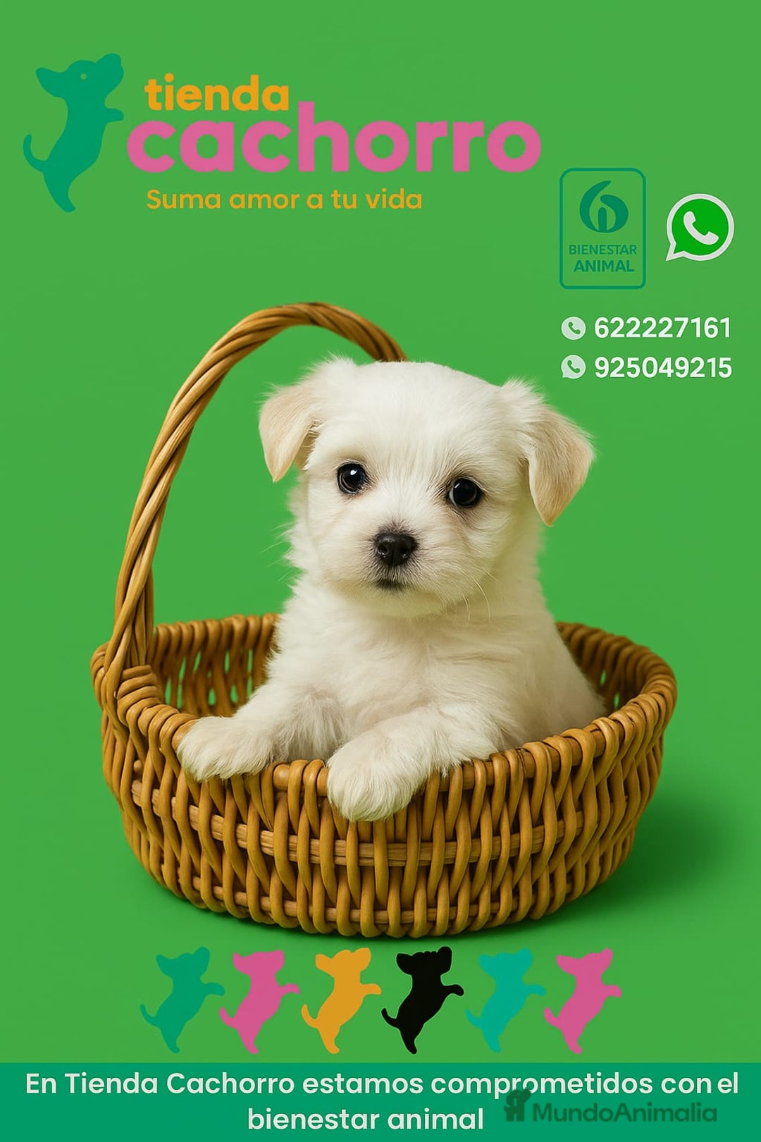 Bichón Maltés perros en venta: BICHÓN MALTÉS - Imagen 1