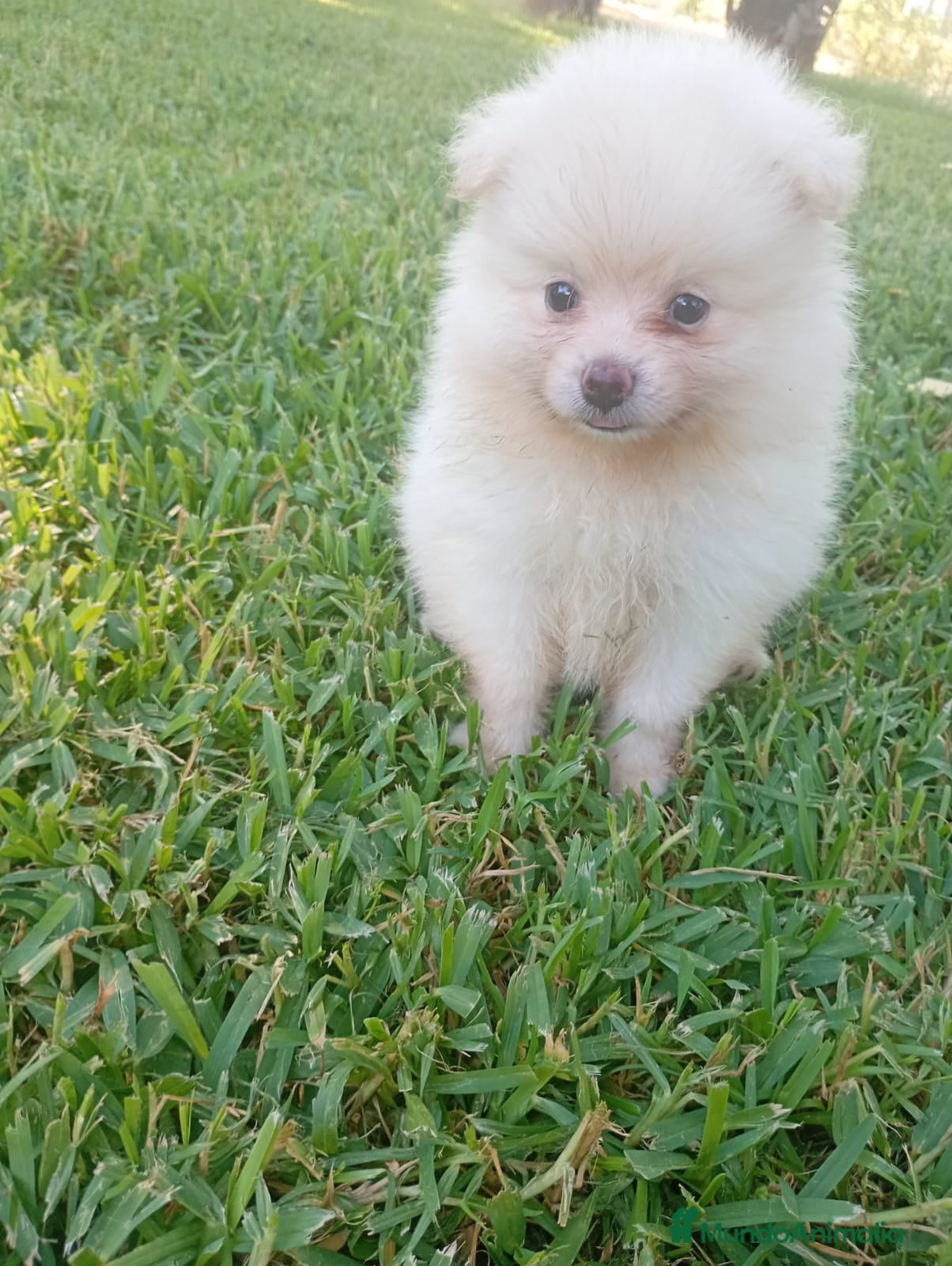 Pomerania perros Disponible Pomerania Macho y hembra - Anuncio 1