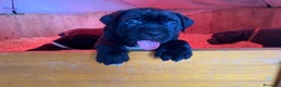 Cane Corso perros en venta: CACHORROS CANE CORSO - Anuncio 6