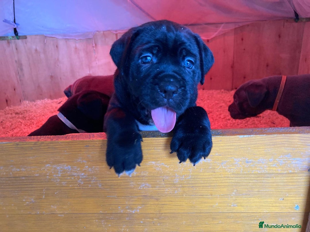 Cane Corso perros en venta: CACHORROS CANE CORSO - Anuncio 6