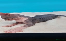 Sphynx gatos en venta: Bonito machito tabby  - Imagen 5