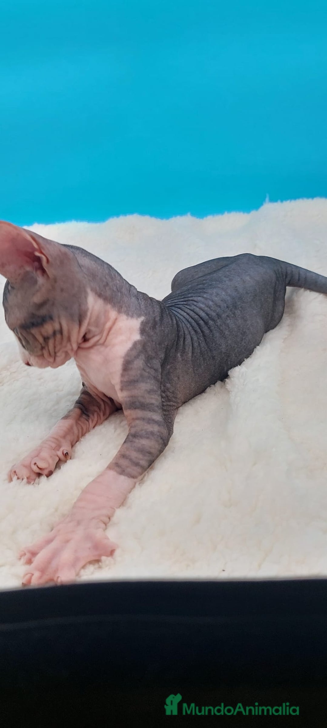 Sphynx gatos en venta: Bonito machito tabby  - Imagen 5