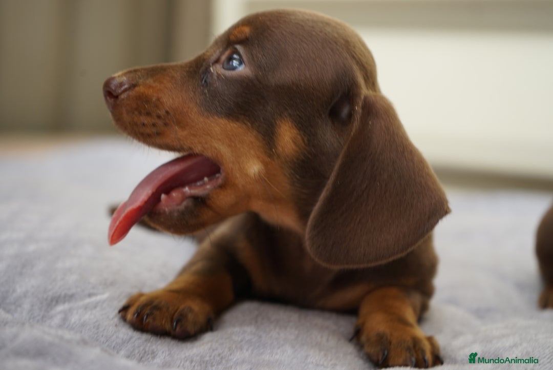 Teckel Miniatura perros en venta: 🐕✨ Encanto teckel chocolate y arlequín - Imagen 3